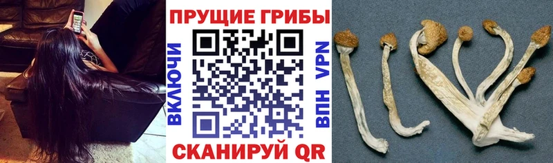 Галлюциногенные грибы Psilocybe  купить закладку  Орехово-Зуево 
